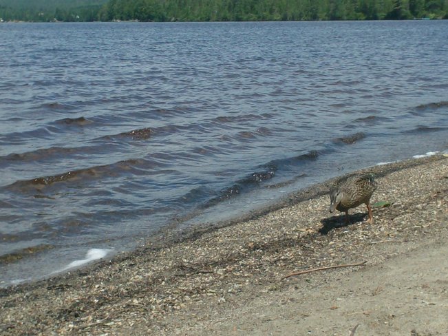 Des canards trÃ¨s sociables! Chemin du Lac-Caribou, Saint-Joseph-de-Coleraine, QC G0N 1B0, Canada