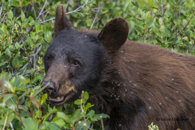 Black bear Haines, Alaska, United States