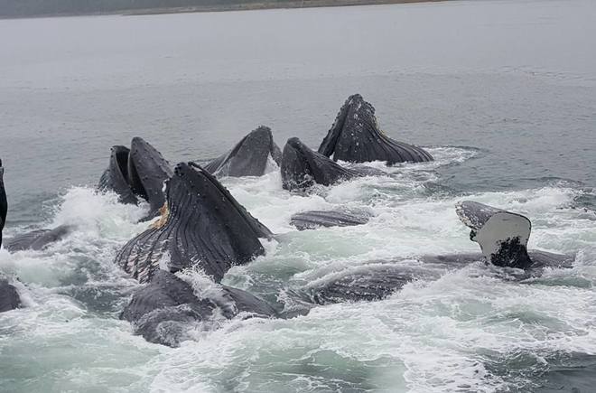 Whale watch in Juneau Alaska Juneau, AK, United States