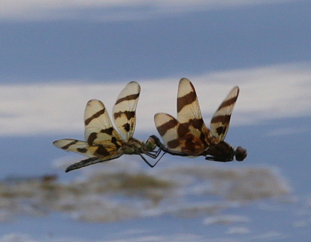 Dragonfly Pair Lake Como, PA, United States