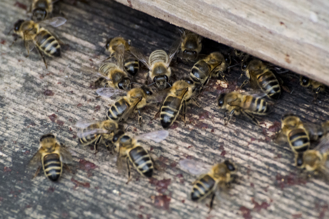 To Bee or not to Bee. Eydon, United Kingdom