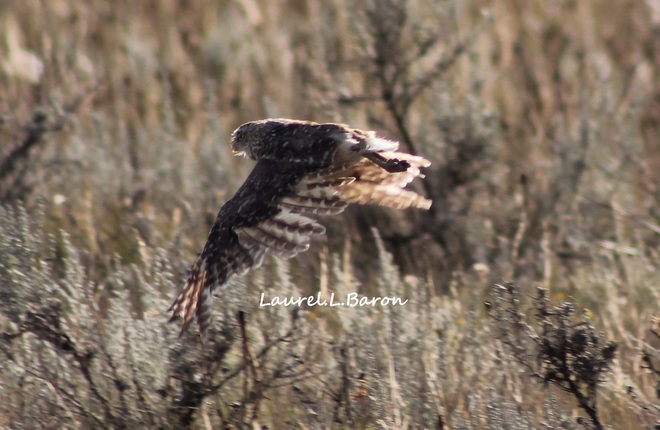 Borrowing Owl in Flight Brooks, AB