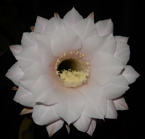 Trumpet Flower Cactus in bloom... Thorold, ON