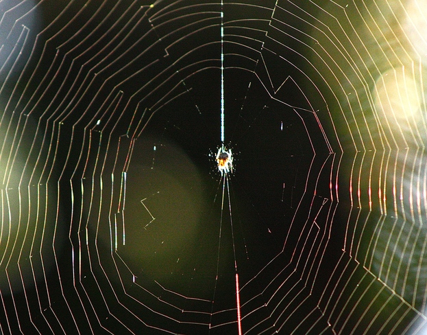 Beautiful Spider Web. Amherstburg, ON