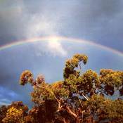 Aussie Bush Rainbow