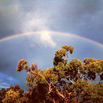 Aussie Bush Rainbow