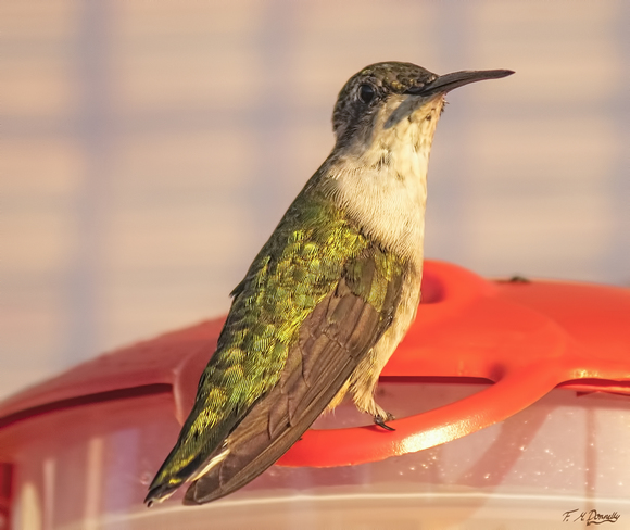 Hummingbirds at Dawn Port Elmsley, ON