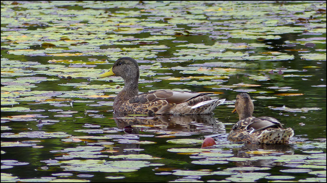 Yesterday, two ducks. Elliot Lake, ON