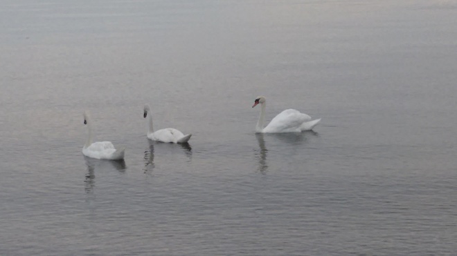 Swans Oshawa, ON