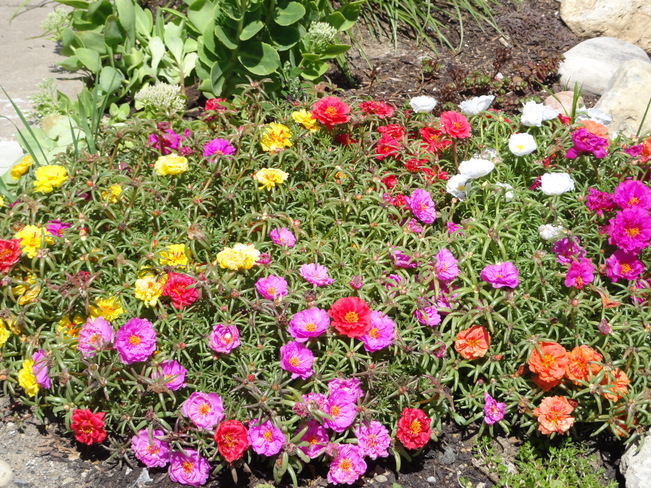 Beautiful flowers Kitchener, ON