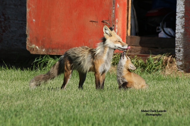 red fox Yorkton, SK