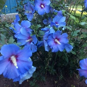 belles fleurs bleues