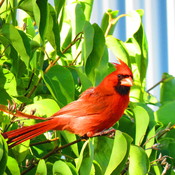 Cardinal rouge mÃ¢le.