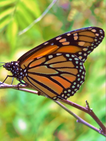 Butterfly Belleville, ON
