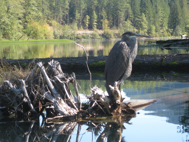 Heron on point Nahatlatch Provincial Park and Protected Area, Fraser Valley A, BC
