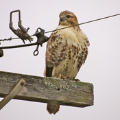 Red Tail Hawk Surprise.