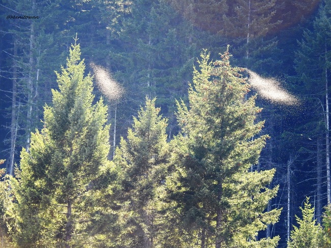 Smoking Trees Spider Lake Provincial Park, BC