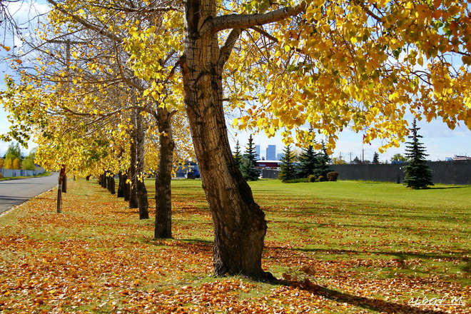 the trees colours are changing.. Calgary, AB