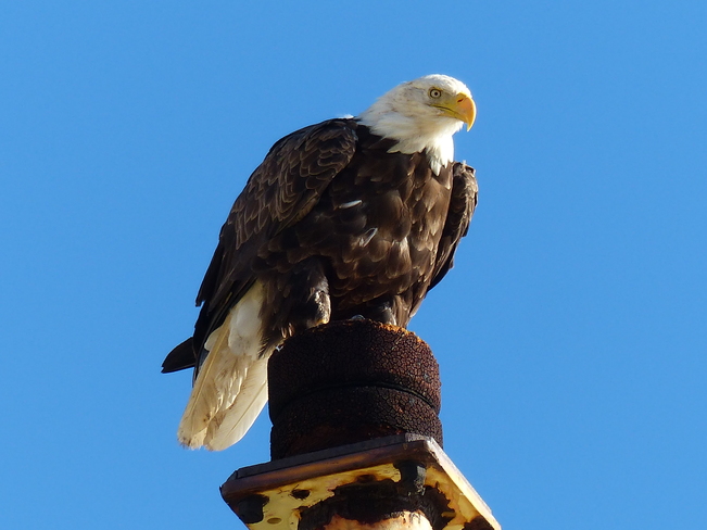 Sub-adult bald eagle Shelburne Marine Terminal, Water Street, Shelburne, NS