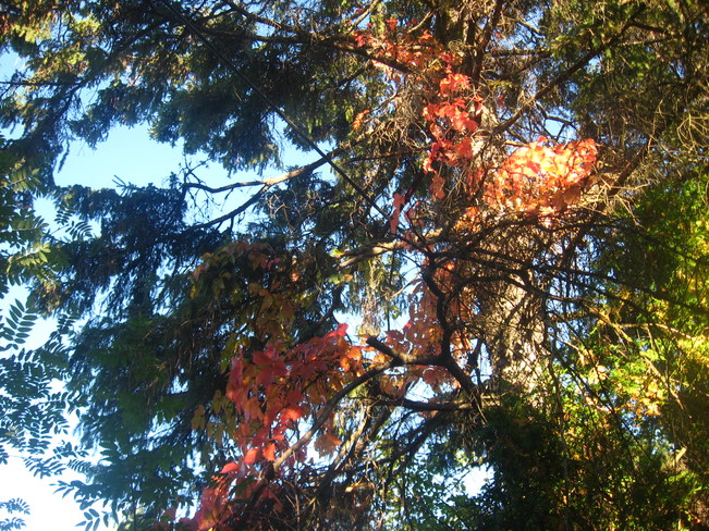 Belles couleurs d'automne Alma, QC