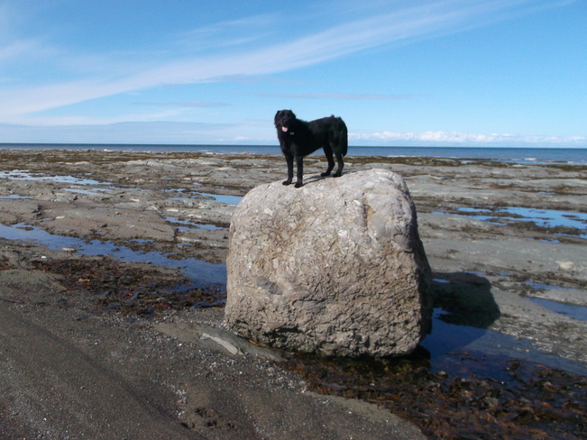Gros chien sur grosse roche Sainte-Flavie, QC