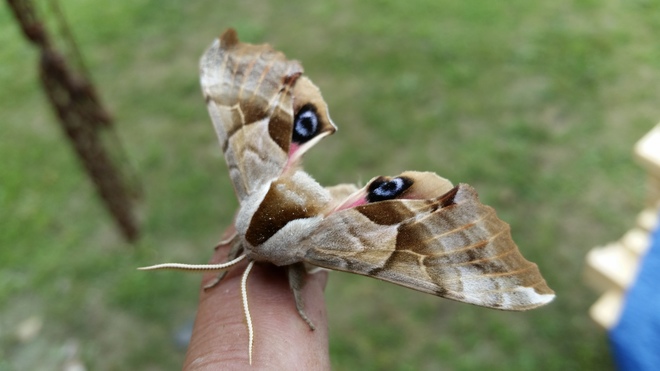tiger moth Enderby, BC