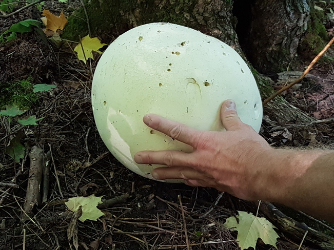 puffball mushroom on bruce trail Williamsford, ON