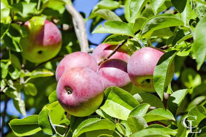 Ontario Apples Adolphustown, ON