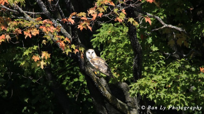 Barn Owl Upper Canada Bird Sanctuary Visitor Centre, Morrisons Road, Ingleside, ON