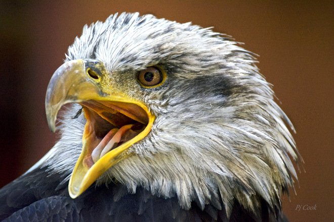 Mature Bald Eagle Victoria, B.C.