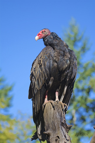 Turkey Vulture Victoria B.C.