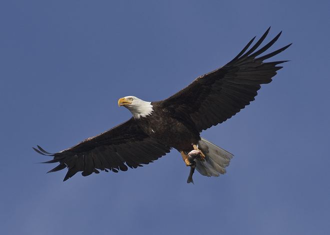 Eagle and Osprey Kamloops B.C.