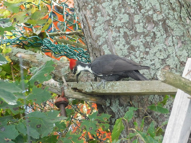 my first pileated wood pecker pleasant valley road somerset nova scotia b0p 1e0