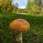 un champignon sur la promenade Gatineau