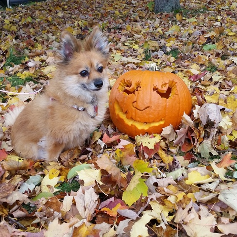 Our little Pumpkin with a pumpkin Prescott, ON
