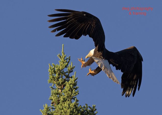 Bald eagle Kamloops B.C.