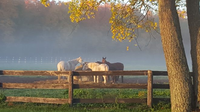 Autumn morning on the farm Cambridge, ON