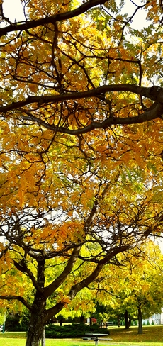 couleur d' automne Sorel, QC