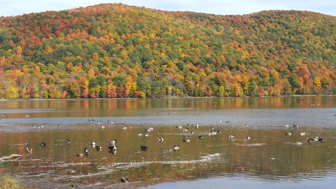 Geese as far as the eye can see Mont-Saint-Hilaire, QC