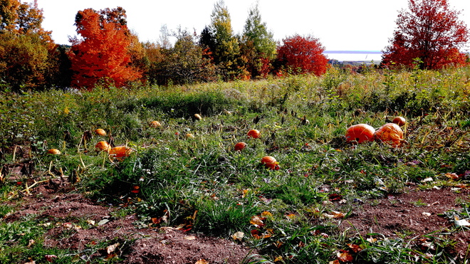 pumpkin patch Albert Mines, NB