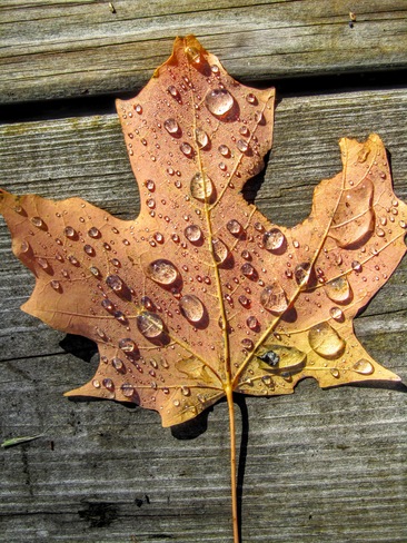 Raindrops on a fallen leaf Severn Bridge, ON