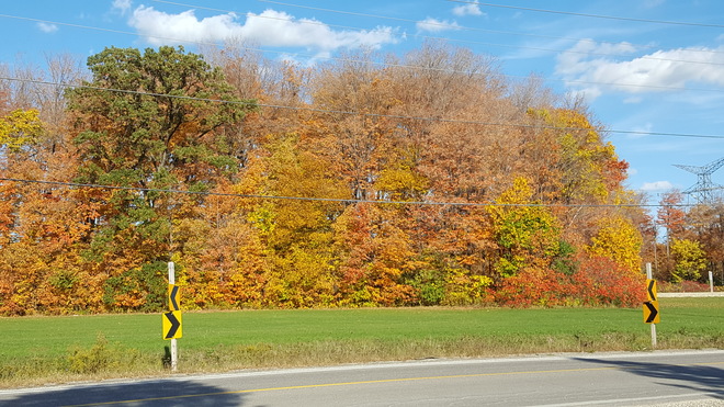 Fall colours Thornhill, ON
