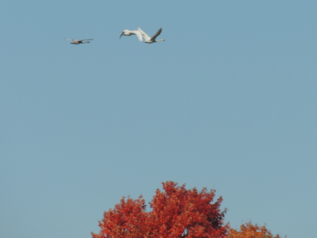 Tundra Swans Heading South from the Port Perry Lagoons. 