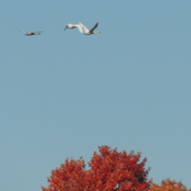 Tundra Swans Heading South from the Port Perry Lagoons.