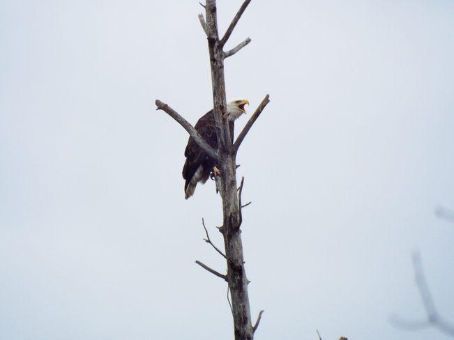 bald eagle Thunder Bay, ON
