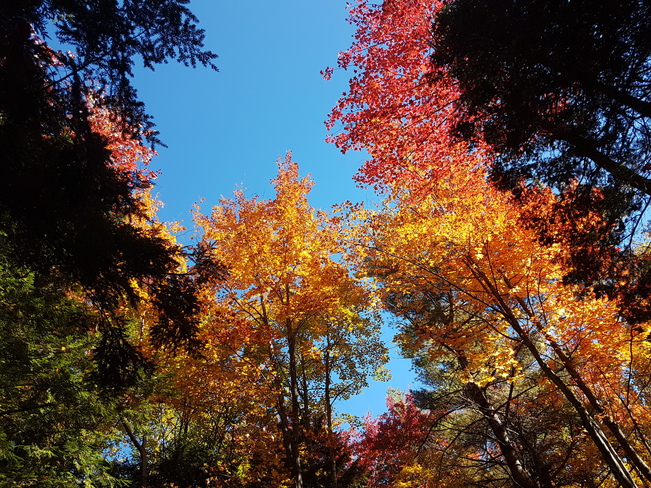 Fall colors Sainte-Anne-des-Plaines, QC