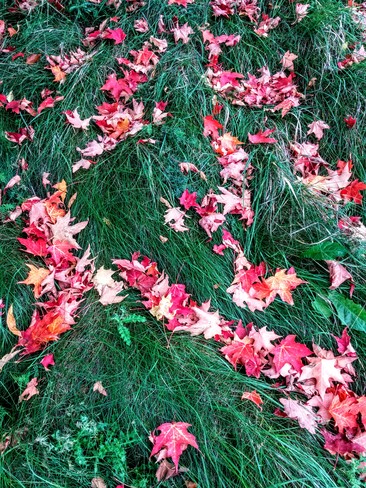 Fall leaves.. Ottawa, ON