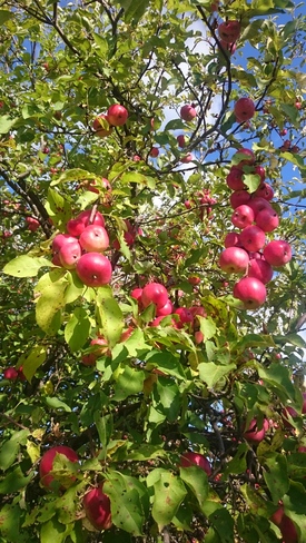 Autumn apples Pembroke, ON