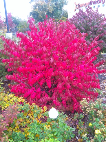fire bush one example how temperature change nature Ottawa, ON