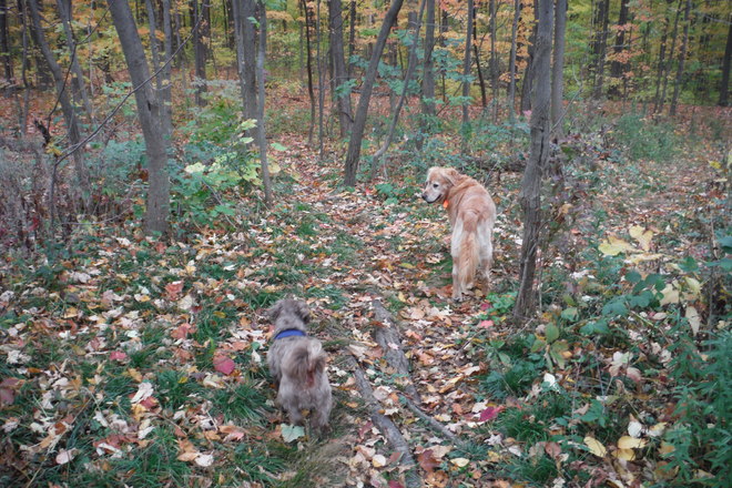 Old friends walking in the woods. Dundas, Hamilton, ON